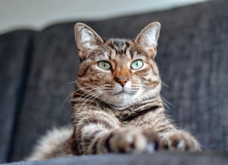 Így gondoskodj négylábú kedvencedről, távolról is!