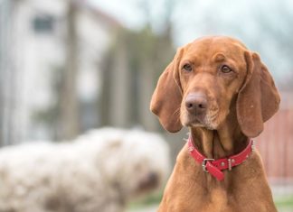 Így segítenek a hungarikum kutyafajtákon