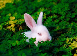 A nyúl éve sok izgalmat hozhat