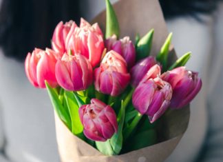 Érdekességek a tavasz legikonikusabb virágáról