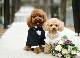 Kutyaházasság: divat lesz esküvőt szervezni a kedvenceinknek?