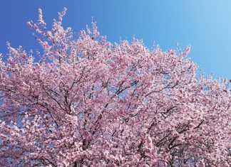 Fantasztikus programokkal vár a Sakura fesztivál