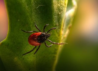 5 tipp, hogyan védekezzünk a kullancscsípés ellen