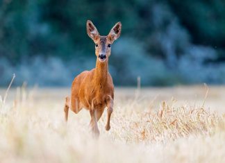Íme a 2023-as Magyar Természetfotó díjazottai