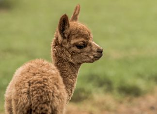 Láma bébi született