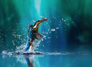 Jön a IX. Nemzetközi Természet-és Környezetvédelmi Filmfesztivál