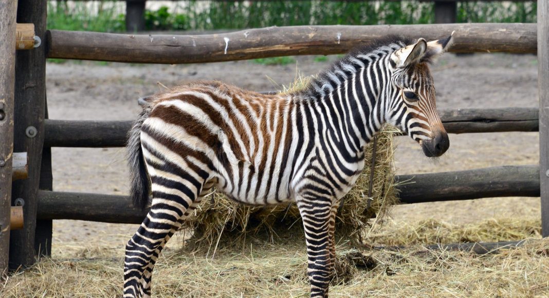 zebracsikó állatkert