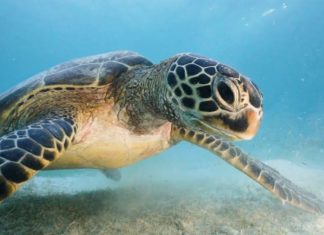 Irány a tenger ezekkel az óceánból származó összetevőkkel!