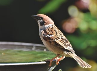 Így varázsoljuk állatbaráttá a kertünket!