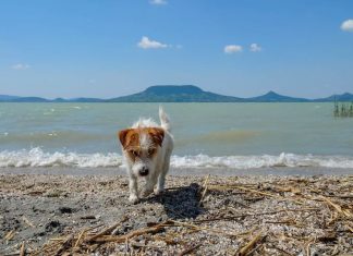 Itt van Magyarország kutyabarát strandtérképe