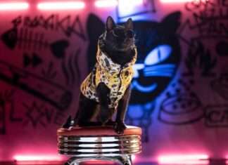 A sikátorból a hírnévig – egy őrült macskás sztori