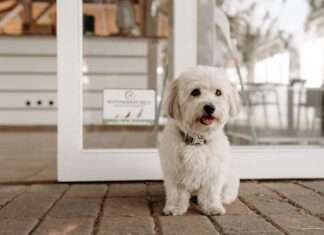 A kutyák a szálláshelyeken is egyre fontosabb vendégek