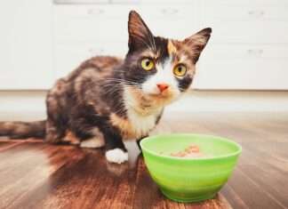 Ilyenek a magyar macskatartók